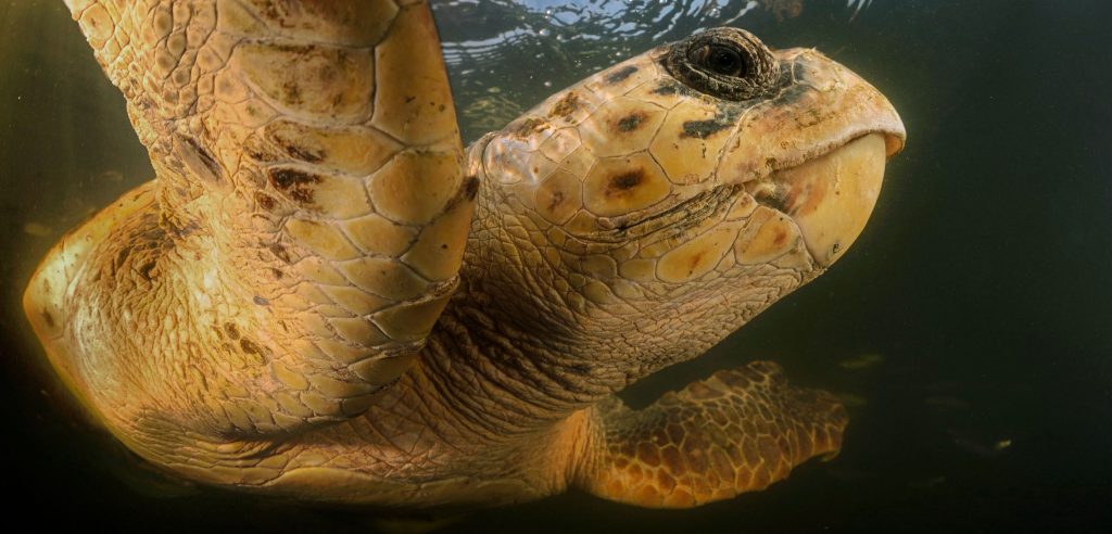 Sea Turtle